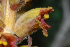 Orobanche gracilis