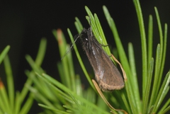 Heterogynis penella