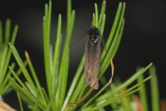 Heterogynis penella