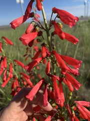 Penstemon eatonii