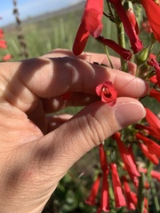 Penstemon eatonii