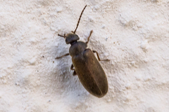 Scraptia dubia