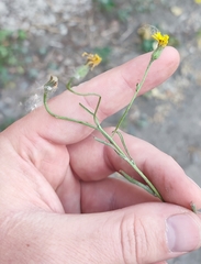 Crepis tectorum