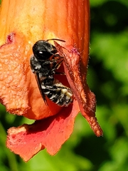 Megachile campanulae