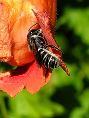 Megachile campanulae