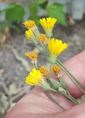 Crepis tectorum