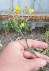 Crepis tectorum