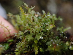 Mnium lycopodioides