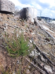 Calluna vulgaris