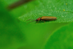 Denticollis linearis