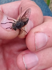 Hybomitra bimaculata