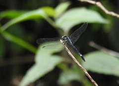 Hylaeothemis apicalis