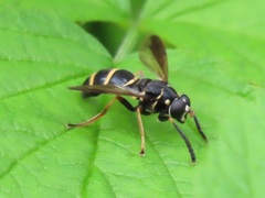 Temnostoma bombylans
