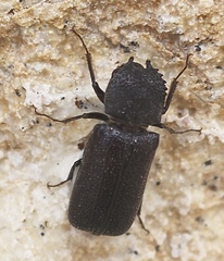 Apatides fortis