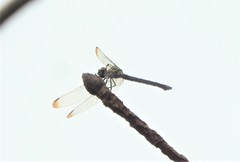Hylaeothemis apicalis