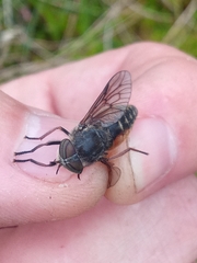 Hybomitra bimaculata