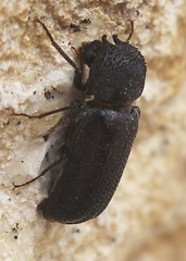 Apatides fortis