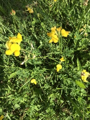 Lotus corniculatus
