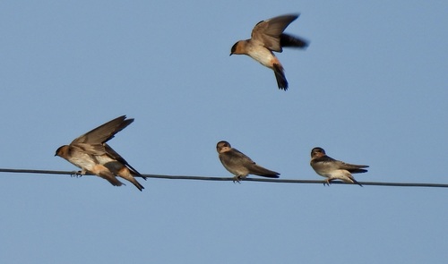 Golondrina pueblera (Petrochelidon fulva)