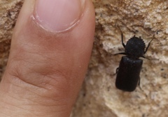 Apatides fortis