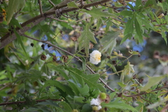 Montanoa grandiflora