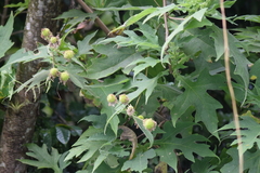 Montanoa grandiflora