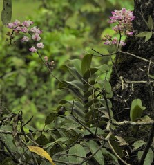Aerides crispa