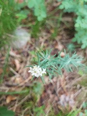 Galium glaucum