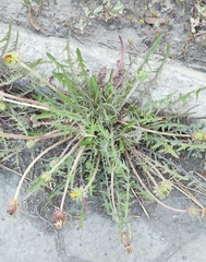 Taraxacum scariosum