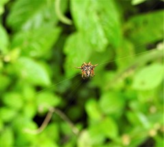 Macracantha