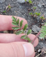 Potentilla paradoxa