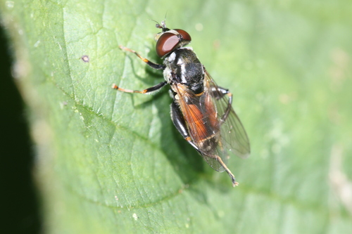 Tooth-thighed Hoverfly, Alkmaar, Nederland, photo 5 of 10