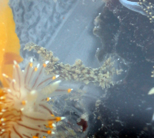 Dendronotus venustus