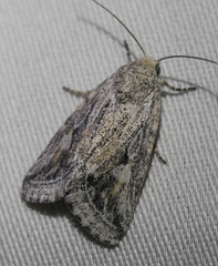 Leucocnemis variabilis
