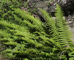 Athyrium distentifolium