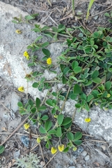 Medicago lupulina