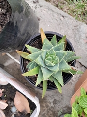 Aloe brevifolia