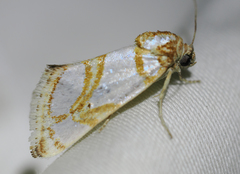 Argentostiria koebelei