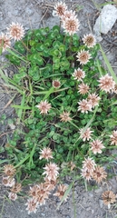 Trifolium repens