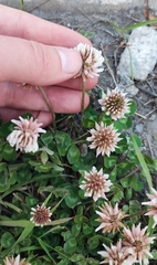 Trifolium repens