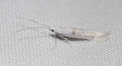 Argyresthia subreticulata