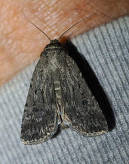 Spaelotis unicava