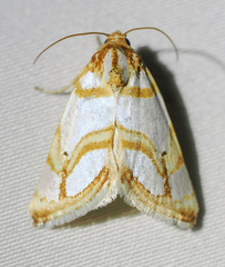 Argentostiria koebelei