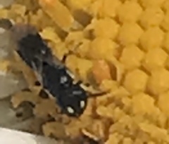 Hylaeus leptocephalus