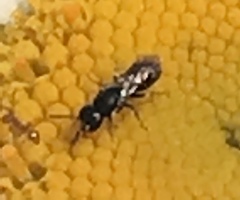 Hylaeus leptocephalus
