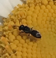 Hylaeus leptocephalus