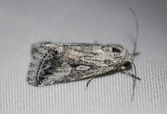 Leucocnemis variabilis