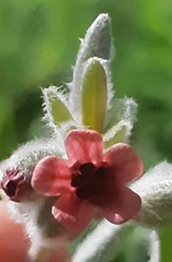 Cynoglossum cheirifolium