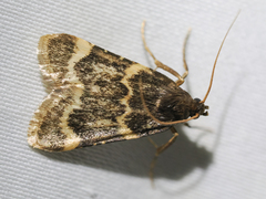 Aglossa caprealis