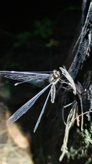 Ephemeroidea